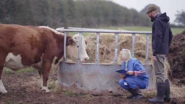 Fermier Avec Vétérinaire Sur Terrain Vérifier Sur Jeune Taureau — Video