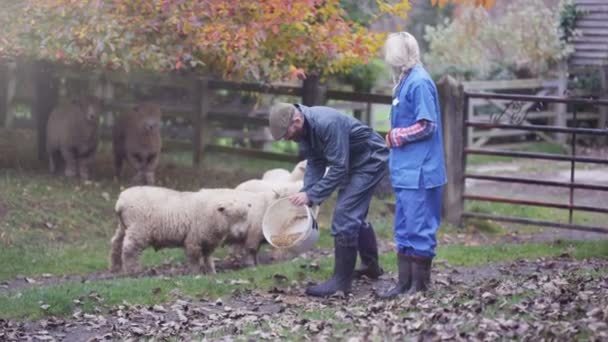 Fermier Avec Vétérinaire Sur Terrain Vérifiant Sur Troupeau Moutons — Video