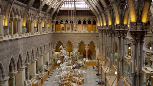 自然历史博物馆室内建筑与恐龙展品观 — 图库视频影像