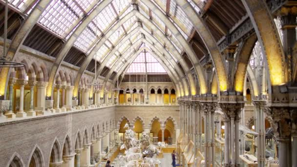 自然历史博物馆内建筑 参观和展品的景观 — 图库视频影像