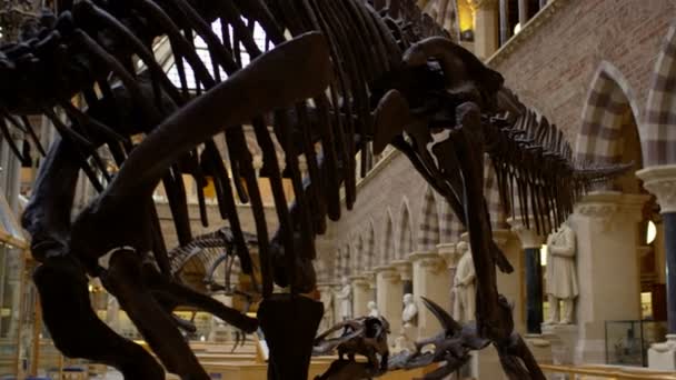 Veduta Delle Mostre Architettura Interni Dinosauri Nel Museo Storia Naturale — Video Stock