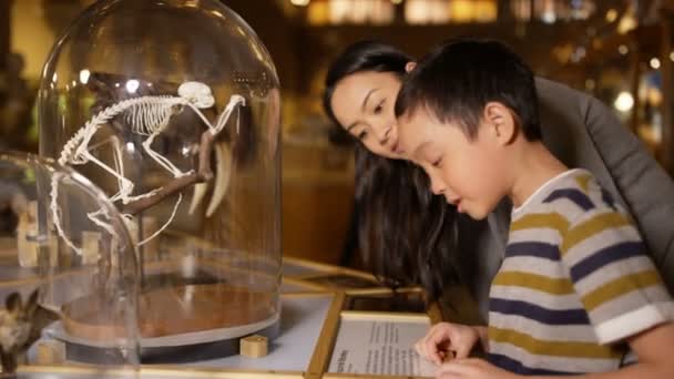 Mère Fils Dans Musée Histoire Naturelle Regardant Squelette Intérieur Bocal — Video