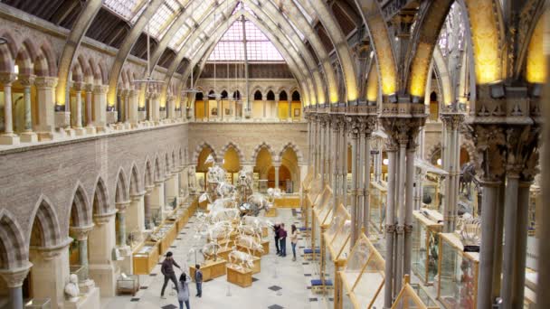 Vista Arquitetura Interiores Visitantes Exposições Museu História Natural — Vídeo de Stock