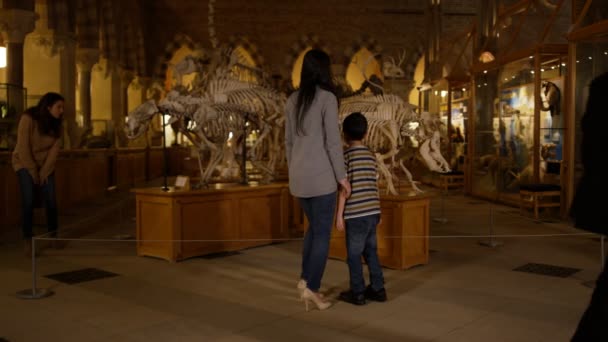 Odwiedzający Ogląda Eksponaty Muzeum Historii Naturalnej — Wideo stockowe