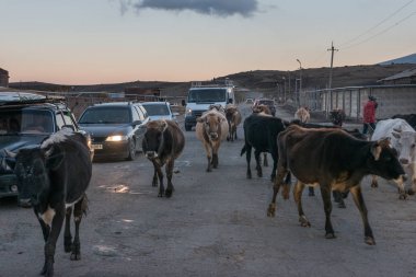 inek sürüsü yolda