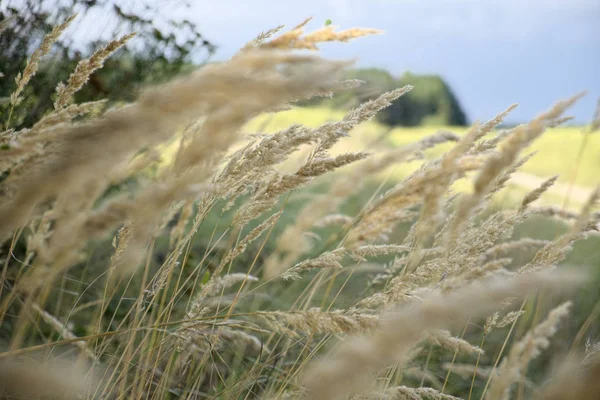 Yellow brushes of steppe grasses