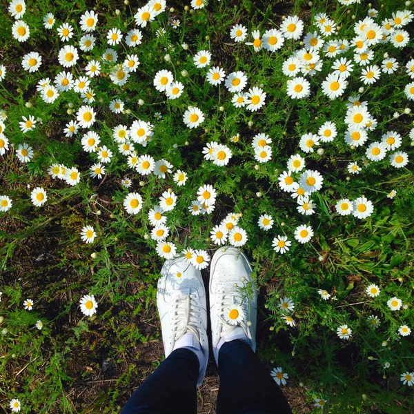 Picture of white sneakers in the field of Chamomile — Stock Photo, Image