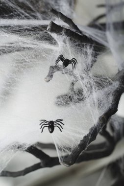 Spiderweb ile iki örümcek fotoğrafı