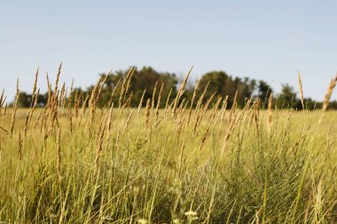 Gün ışığında, güzel manzaralı küçük bir çim tarlası.