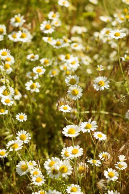 Gün ışığında güzel papatya tarlalarının resmi.
