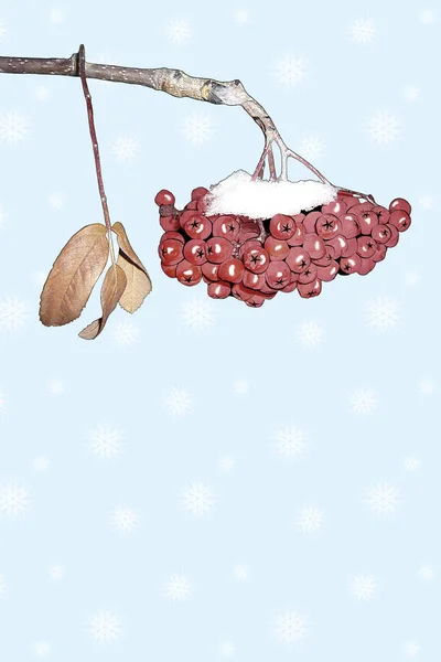 illüstrasyon kar taneleri ile mavi arka plan üzerinde kırmızı rowan Berry