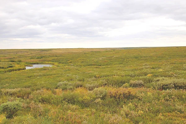 bir alanın Moss beyaz gökyüzü yaz altında fotoğraf