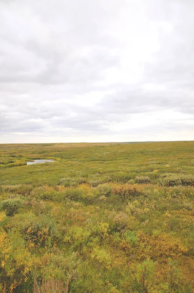 bir alanın Moss beyaz gökyüzü yaz altında fotoğraf
