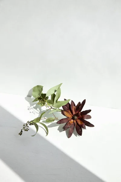 Eucalyptus branch and dried burgundy flower. White background with shadow corner.