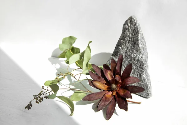 Art composition. Dried burgundy flower, eucalyptus branch and gray granite stone on a white surface.