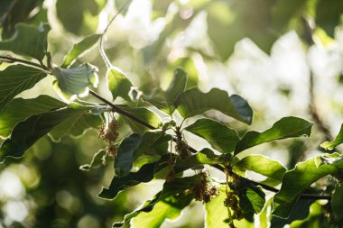 Bahar bahçesi. Soluk manolya dalı. Yakın plan..