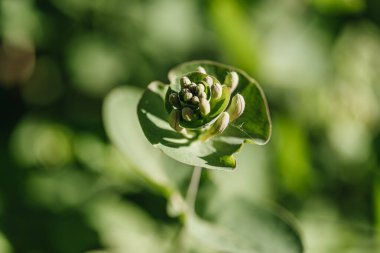 Bir bahar bahçesinde yeşil bir çiçek filizleniyor. Yakın plan..