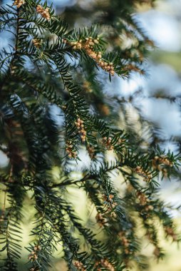 Bir bahar parkında yeşil ladin dalları. Yakın plan..
