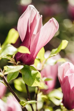 Bahar bahçesinde çiçek açan manolya çiçekleri. Yakın plan..