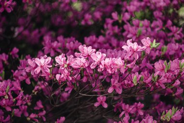 Bahar bahçesinde çiçek açan manolya.