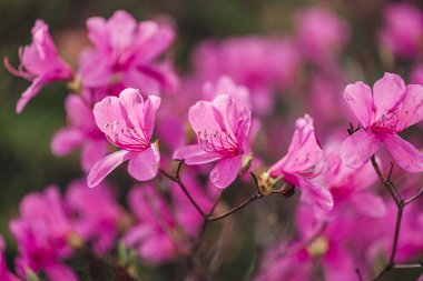 Bahçede çiçek açan manolya.