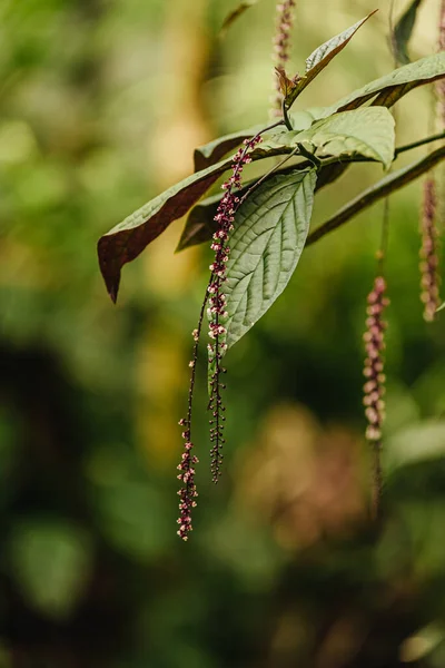 Jardim Primavera Ramo Florido Uma Planta Exótica Jardim Botânico Close — Fotografia de Stock