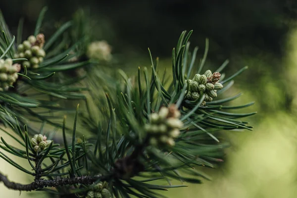 Fir Tree Branch Green Cones Park Spring Close — Stock Photo, Image