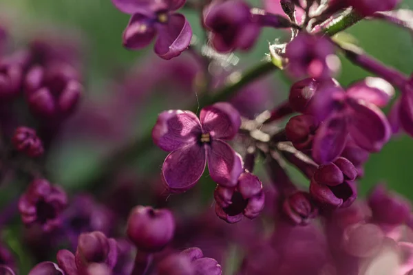Wiosna Ogrodzie Piękne Kwiaty Kwitnącej Magnolii Zbliżenie — Zdjęcie stockowe