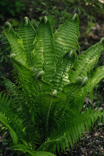 Vacker Grön Ormbunke Botanisk Park — Stockfoto