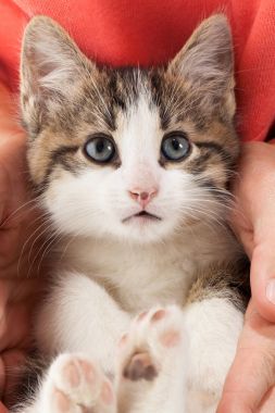 Genç yavru kedi ellerinde