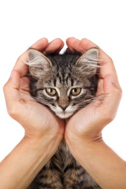 Genç yavru kedi ellerinde