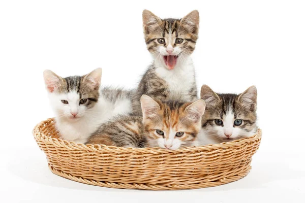 かごの中の若い子ネコのグループ — ストック写真