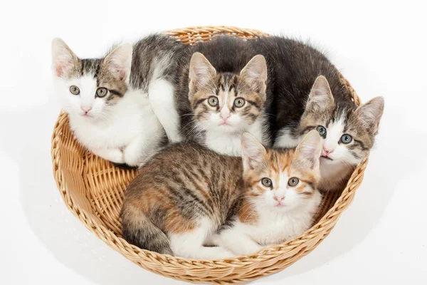 Groupe de jeunes chatons dans le panier — Photo