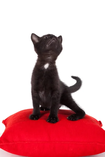 若い黒子猫ポーズ — ストック写真