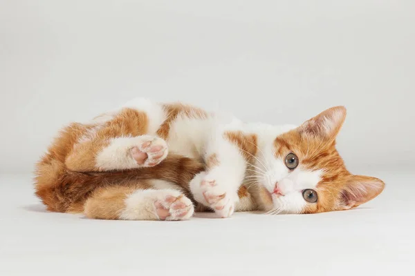 Jovem gatinho vermelho posando — Fotografia de Stock