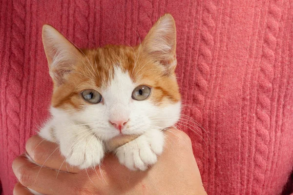 手の中に座っている若い赤い子猫 — ストック写真