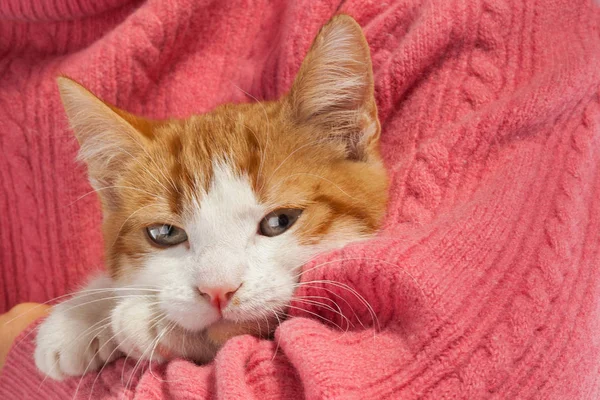手の中に座っている若い赤い子猫 — ストック写真