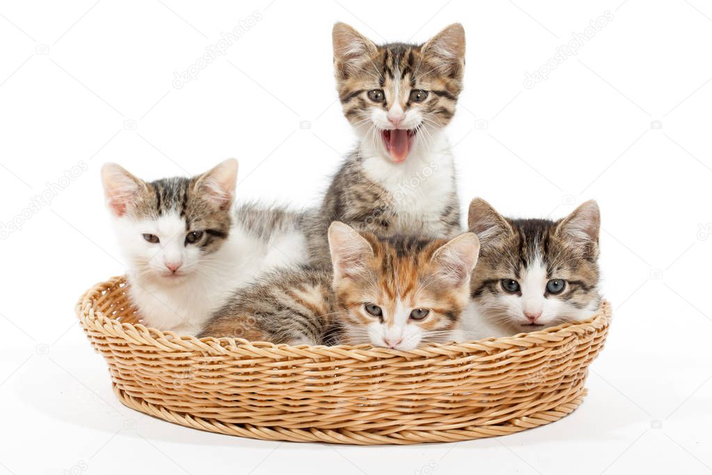 Group of young kittens in the basket
