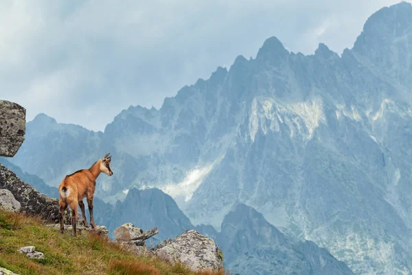 Tatra chamois ในไฮทาทรา — ภาพถ่ายสต็อก