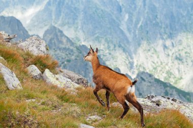 Yükseklik Tatras Tatra chamois