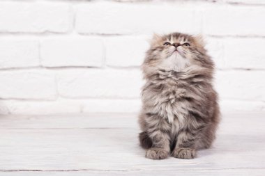 Genç kabarık kedi çok mutlu ve huzurlu görünüyor