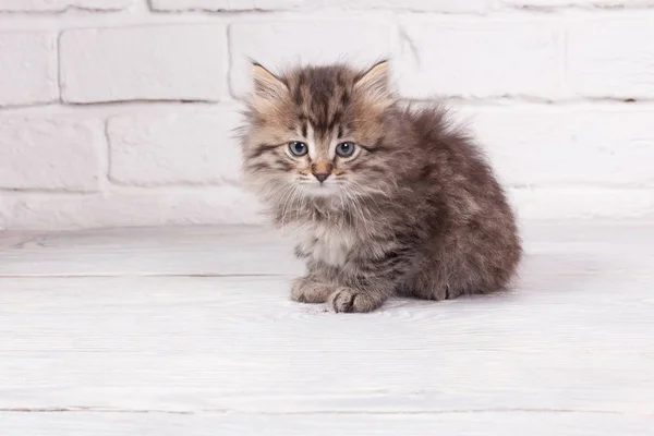Jeune chaton moelleux — Photo