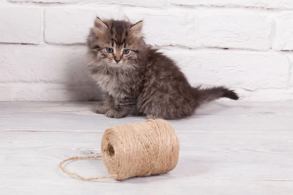 Joven gatito esponjoso — Foto de Stock