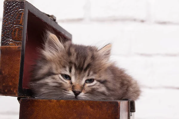 Молодой пушистый котенок в груди — стоковое фото
