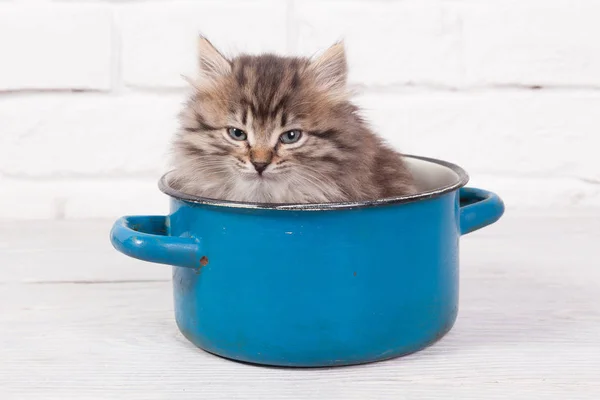Jeune chaton moelleux dans le pot — Photo