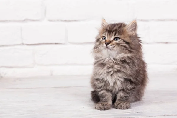 Joven gatito esponjoso — Foto de Stock