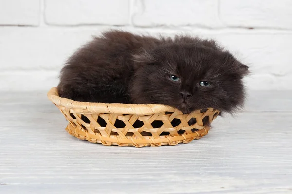 Jeune chaton moelleux noir dans le panier — Photo