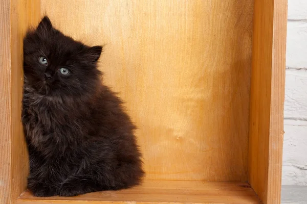 Joven negro esponjoso gatito — Foto de Stock