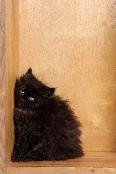 Jeune chaton moelleux noir — Photo