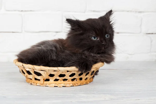 Jeune chaton moelleux noir dans le panier — Photo